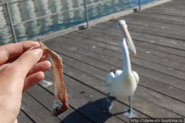 Кормежка пеликана Порт-Линкольн, Австралия