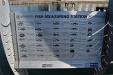 Описание рыб на портовом пирсе