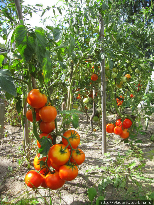 Дятьковские помидоры, не могла удержаться, чтобы их не показать :) Брянск, Россия
