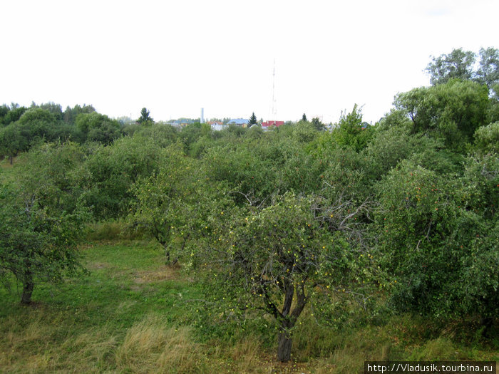 Яблоневые сады Брянск, Россия