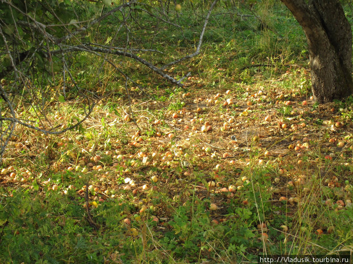 Яблоки пропадают Брянск, Россия