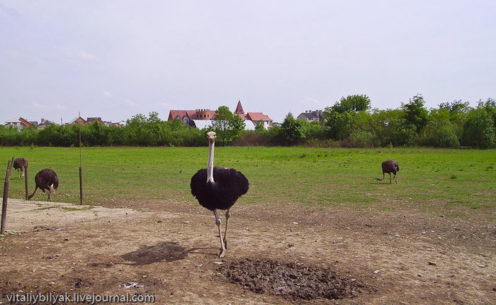Как страусы мигрировали в Карпаты :-) Хуст, Украина