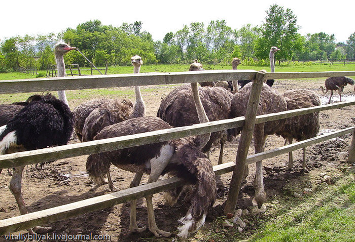 Как страусы мигрировали в Карпаты :-) Хуст, Украина