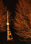 Тбилисская телевышка, что венчает гору Мтацминду, в отличие от новогодней елки, искрится разноцветными огнями весь год и видна отовсюду. На этом снимке — с проспекта Руставели, что лежит у подножия знаменитой вершины грузинской столицы.