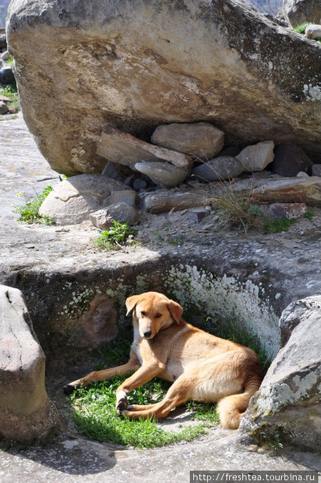 Увязавшиеся за нами на экскурсию собакт использую старинные давильни винограда в удовольствие — для солнечных ванн, например. Грузия