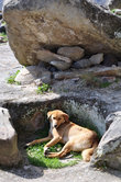 Увязавшиеся за нами на экскурсию собакт использую старинные давильни винограда в удовольствие — для солнечных ванн, например.