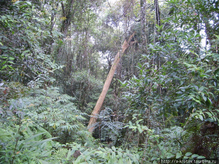 Джунгли по дороге к вершине
(впрочем, имеется и официальная платная тропа,
на которой вас может отловить гид) Кота-Кинабалу, Малайзия