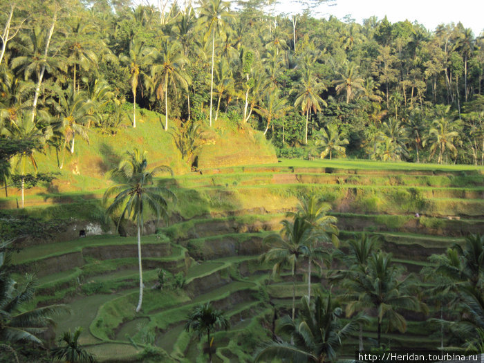 Вот такое рисовое поле. Бали, Индонезия