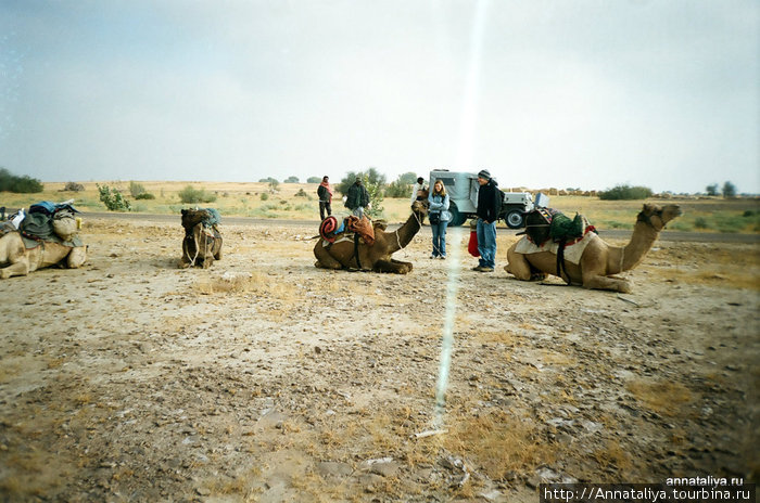 Вьючение верблюдов Джайсалмер, Индия