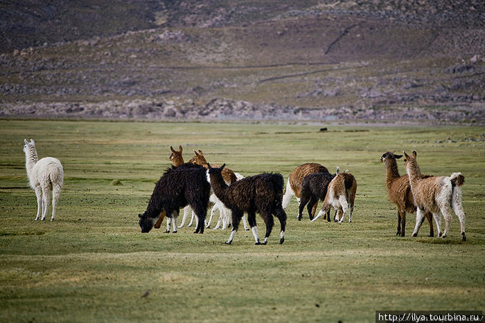 Боливийские домашние животные Боливия