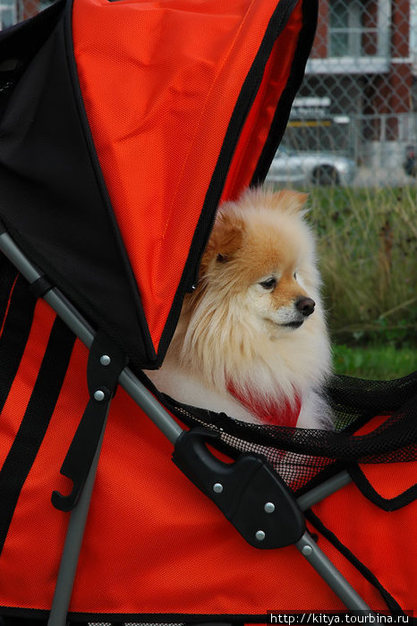 Некоторые граждане выгуливают своих собак в детских колясках. Ричмонд, Канада
