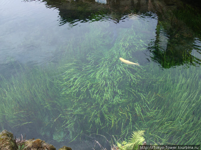 Глубина таких водоёмов от 5 до 10 метров Фудзисава, Япония