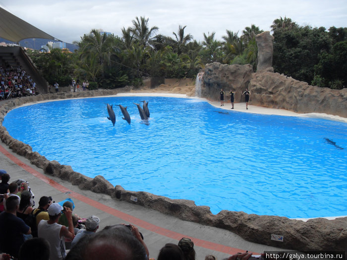 Дальфины не хуже... Пуэрто-де-ла-Крус, остров Тенерифе, Испания