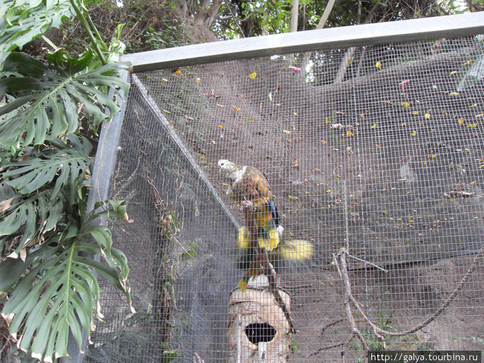 главное -то там — попугаи... Пуэрто-де-ла-Крус, остров Тенерифе, Испания