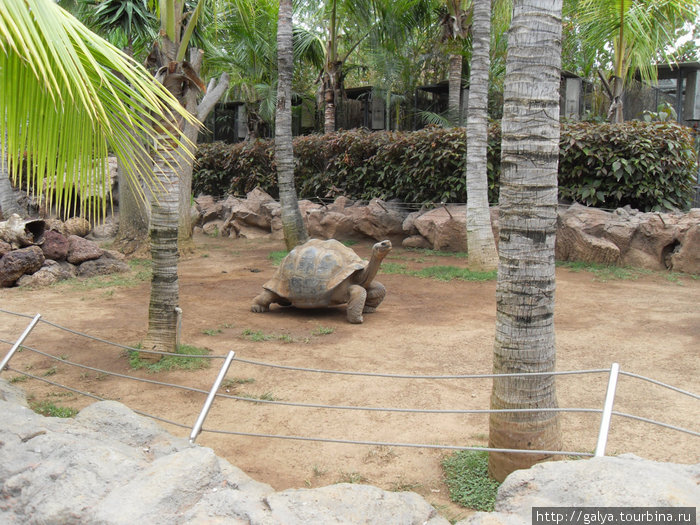 морские черепахи — ну кто их не любит! Пуэрто-де-ла-Крус, остров Тенерифе, Испания