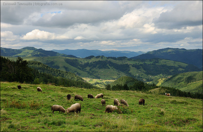 Карпатские горы, село Дземброня Дземброня, Украина