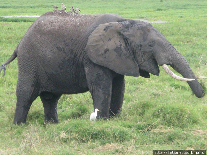 слон и его друзья Кения