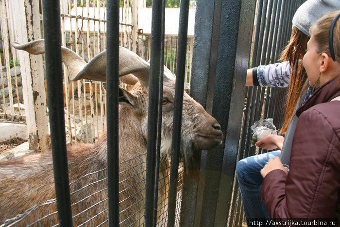 Московский зоопарк, часть первая - звери Москва, Россия