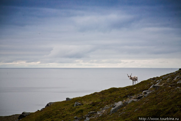 Пугали своим видом коренных жителей Норвегия