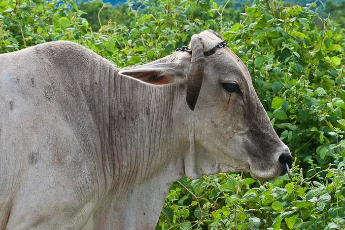 Филиппинские коровы Остров Лусон, Филиппины
