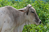 Филиппинские коровы
