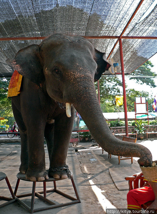 Кормление слона Бангкок, Таиланд