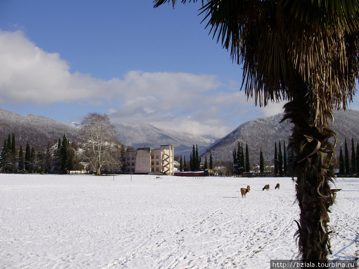 Редкое явление-снег,который тут же тает Ачандара, Абхазия