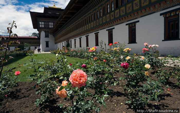 Вокруг и внутри крепости высажены розы всех цветов. Тхимпху, Бутан