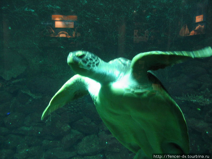 Аквариум с морскими черепахами — наверное, один из самых впечатляющих в музее Вена, Австрия