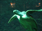 Аквариум с морскими черепахами — наверное, один из самых впечатляющих в музее