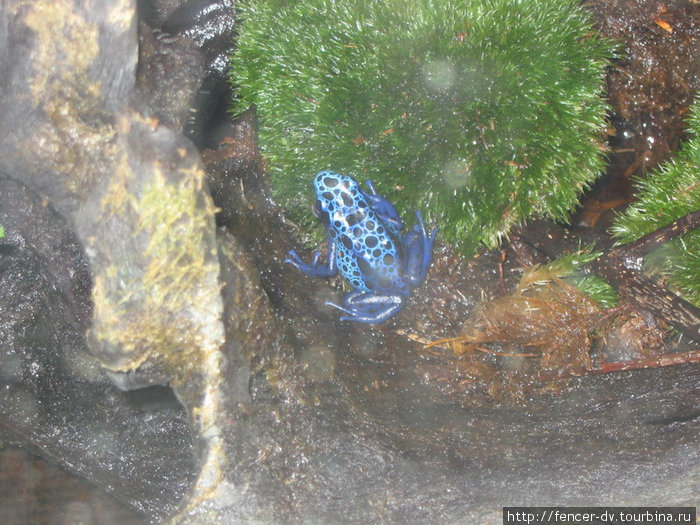 Синих лягушек моему неискушенному взгляду раньше видеть не приходилось Вена, Австрия