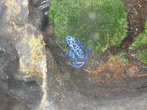 Синих лягушек моему неискушенному взгляду раньше видеть не приходилось