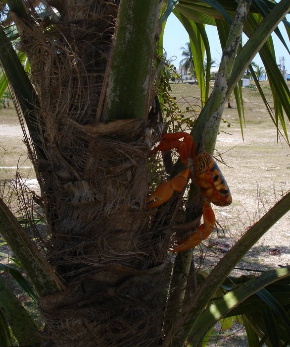 первый раз увидел, как крабы лазают по деревьям Провинция Матансас, Куба