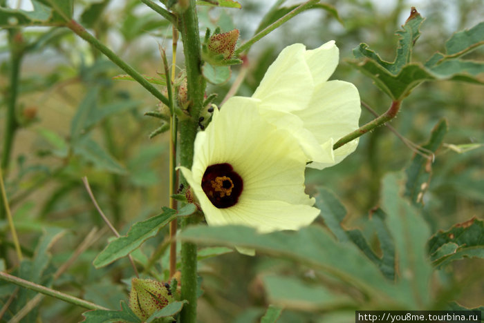 желтые цветы — вид бамии Озеро Альберт, Уганда