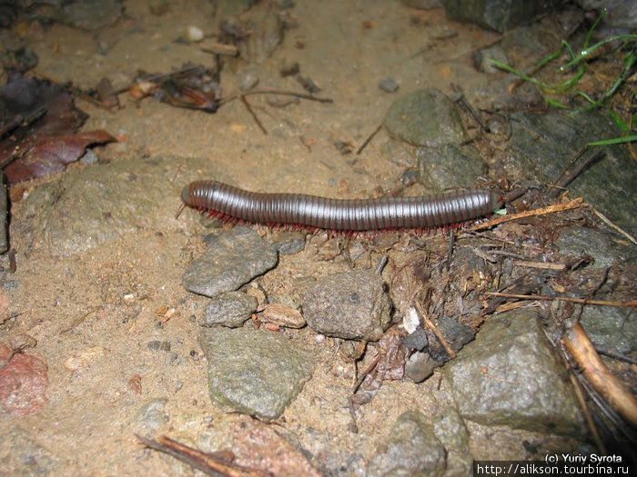 Какой-то местный червь. Грейт-Смоки-Маунтинс Национальный Парк, CША