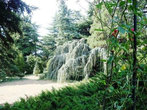 Никитский сад