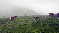 На горе множество тропинок, пасутся коровы и овцы. Не смотря на дождливую погоду мы встретили несколько местных жителей — пастухов и собирателей лечебных трав.