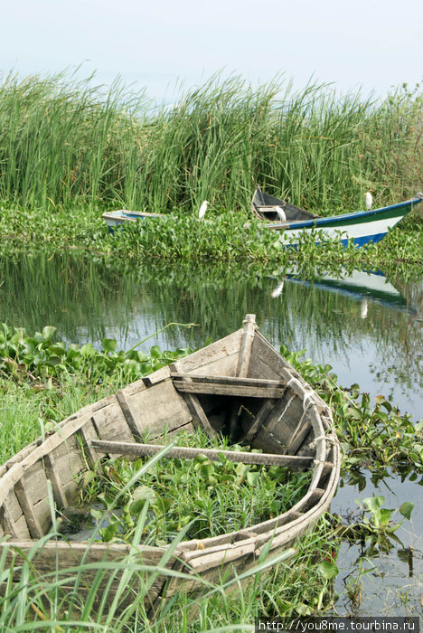 лодки в траве и птицы на них Озеро Альберт, Уганда