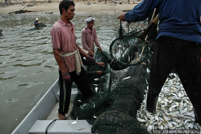 Пойманая рыба попадает на борт. Ненаси, Малайзия
