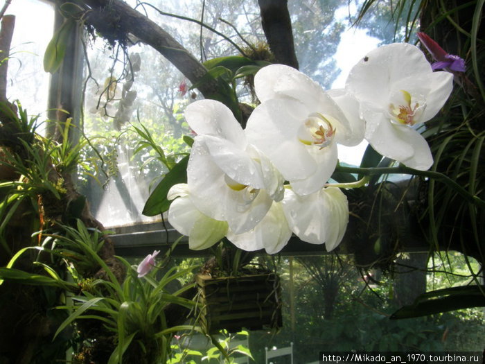 Белые орхидеи Остров Искья, Италия