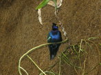 Синяя птица в орхидеевском павильене