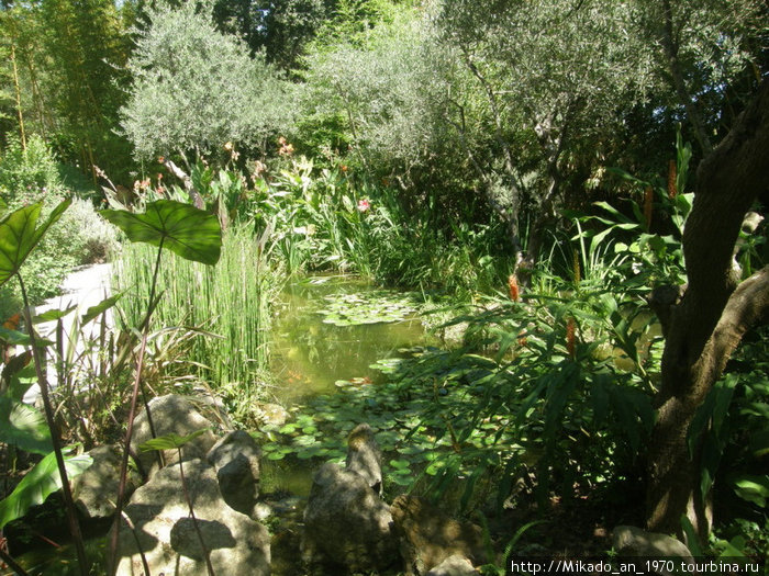 Заросший пруд в саду Ла Мортелла