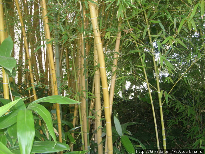 Заросли бамбука Остров Искья, Италия