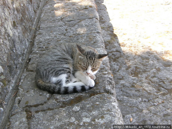 Серая кошка на серых камнях Остров Искья, Италия