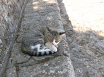 Серая кошка на серых камнях