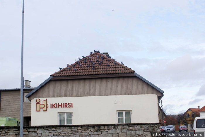 голуби облепили крышу этого дома — медом намазана видимо Курессааре, остров Сааремаа, Эстония