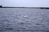 лебедь на воде
