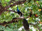 В лесу, на склонах Аруначалы, живут красивые птички павлины. Мужики поют песни.