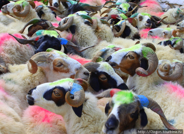 Гламурные козы. Чтоб стада не перемешались, каждый пастух выкрашивает своих коз в свой любимый цвет Зона Дхавалагири, Непал