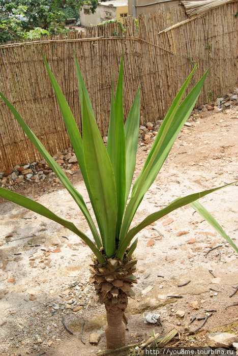 растение Кигали, Руанда